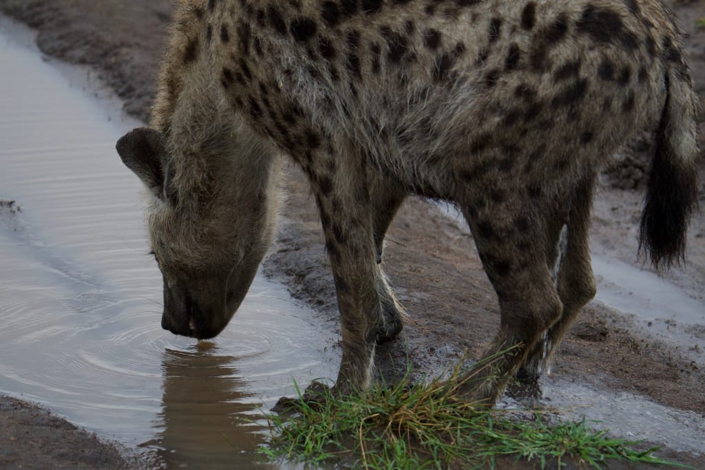 Hyena drinking from a muddy puddle