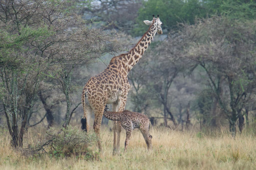 Baby giraffe nursing from its mother
