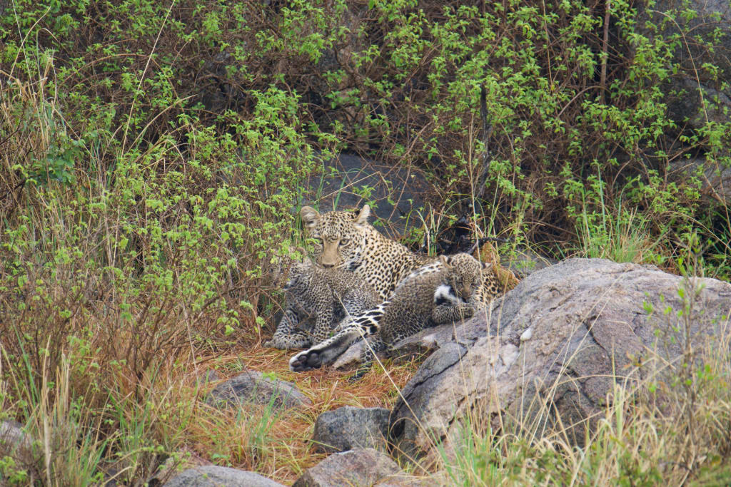 Second leopard cub near its mother