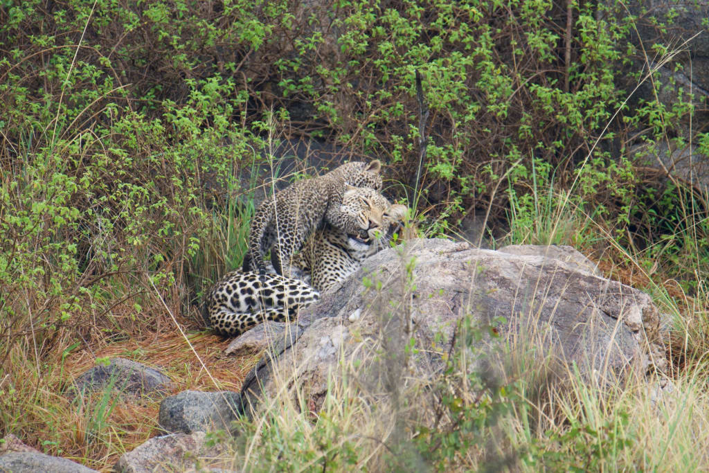 Leopard cub peeking out from the brush