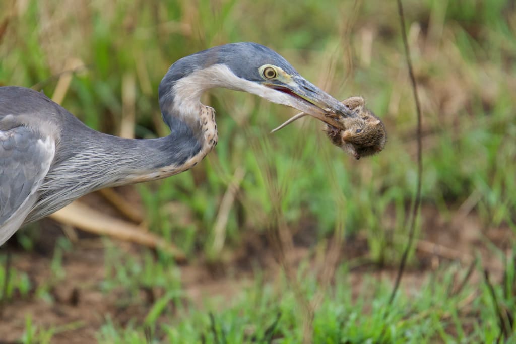 Grey heron beside the road