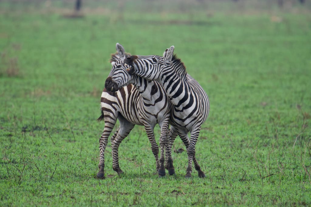 Zebras facing off with raised heads