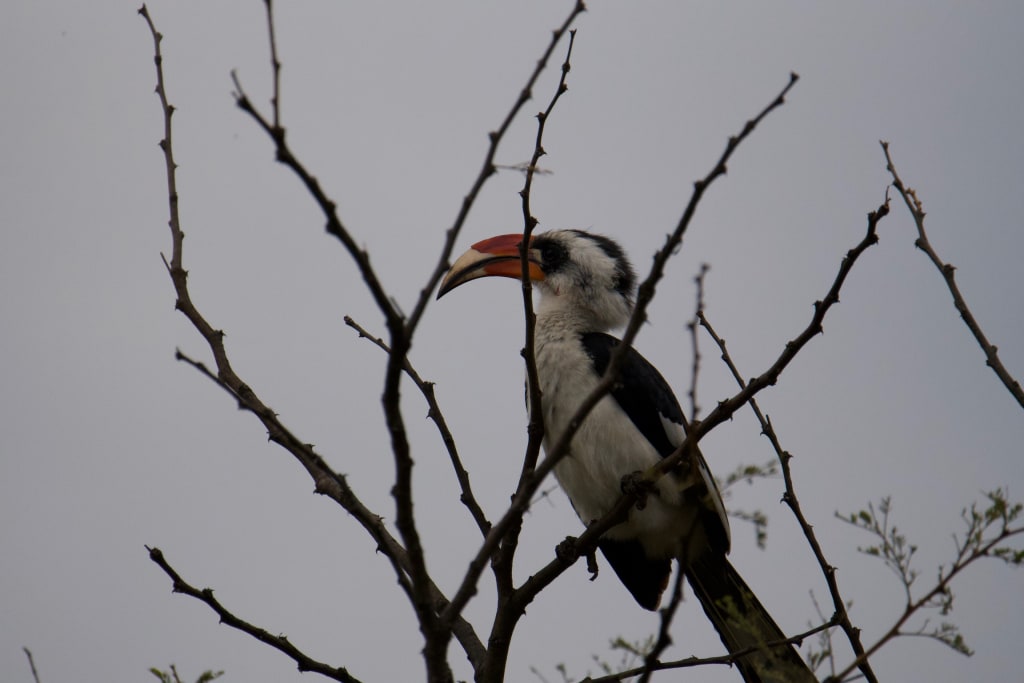 Red-billed hornbill in the Serengeti