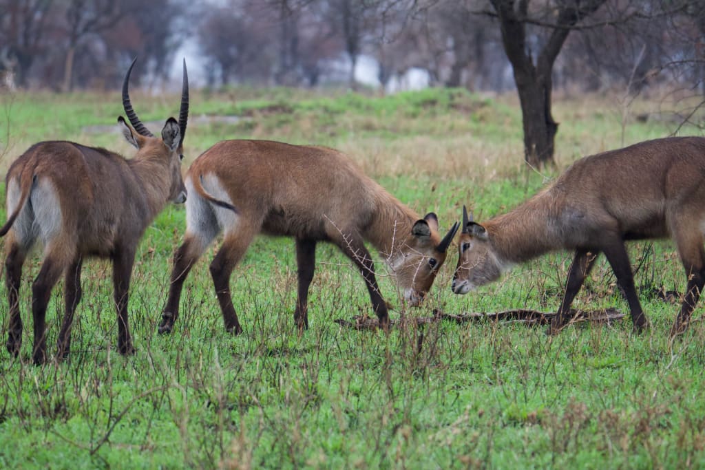 Two waterbucks squaring off