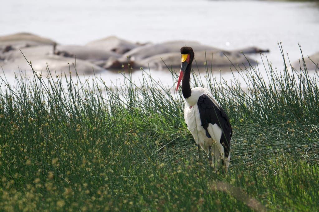 Saddle-billed stork near the hippo pool