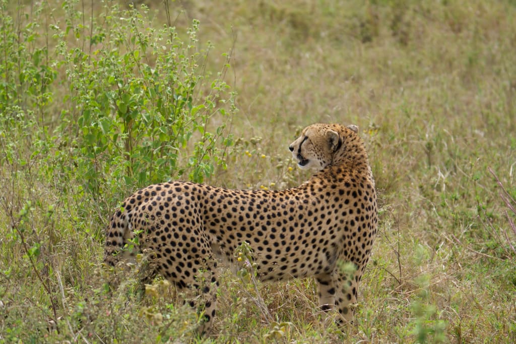 Cheetah mother in the Central Serengeti