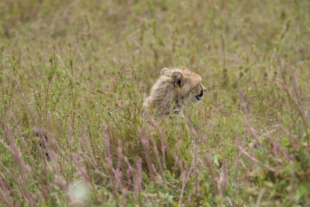 Juvenile cheetah cub with tufted hair