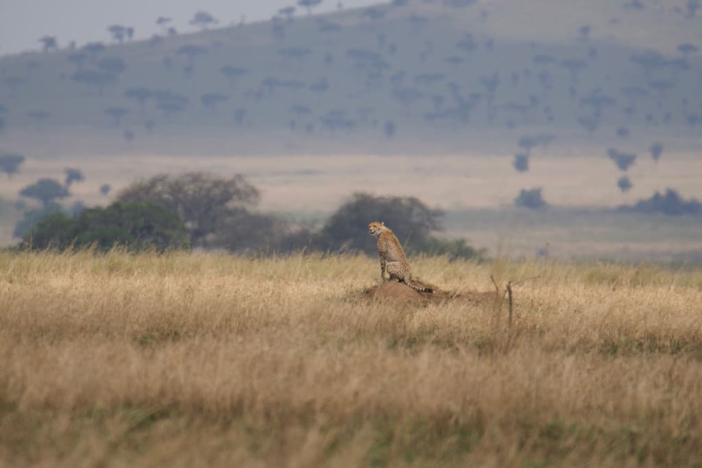 Another view of the cheetah mother