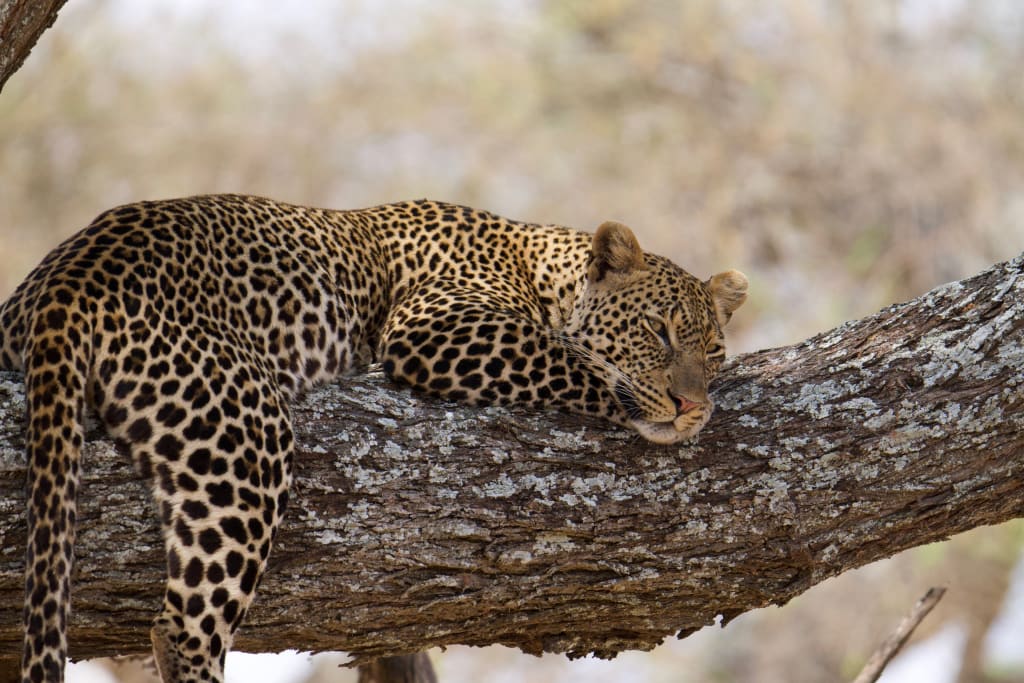 Leopard resting in a tree in Tanzania