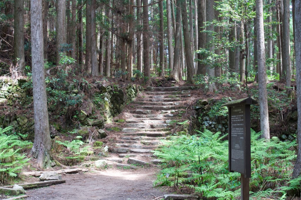 A cedar-lined section of the Kumano Kodo trail