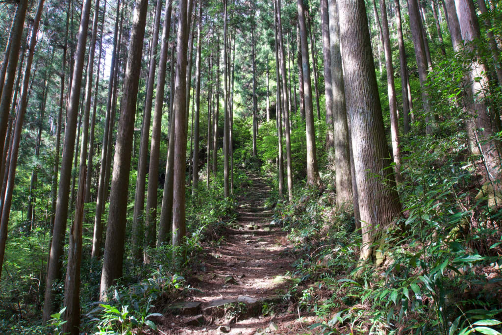 Stone steps through the forest on the Kumano Kodo