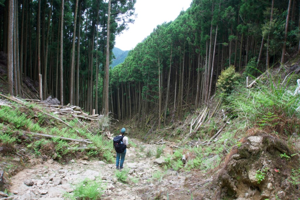 A forested section of the Kumano Kodo trail
