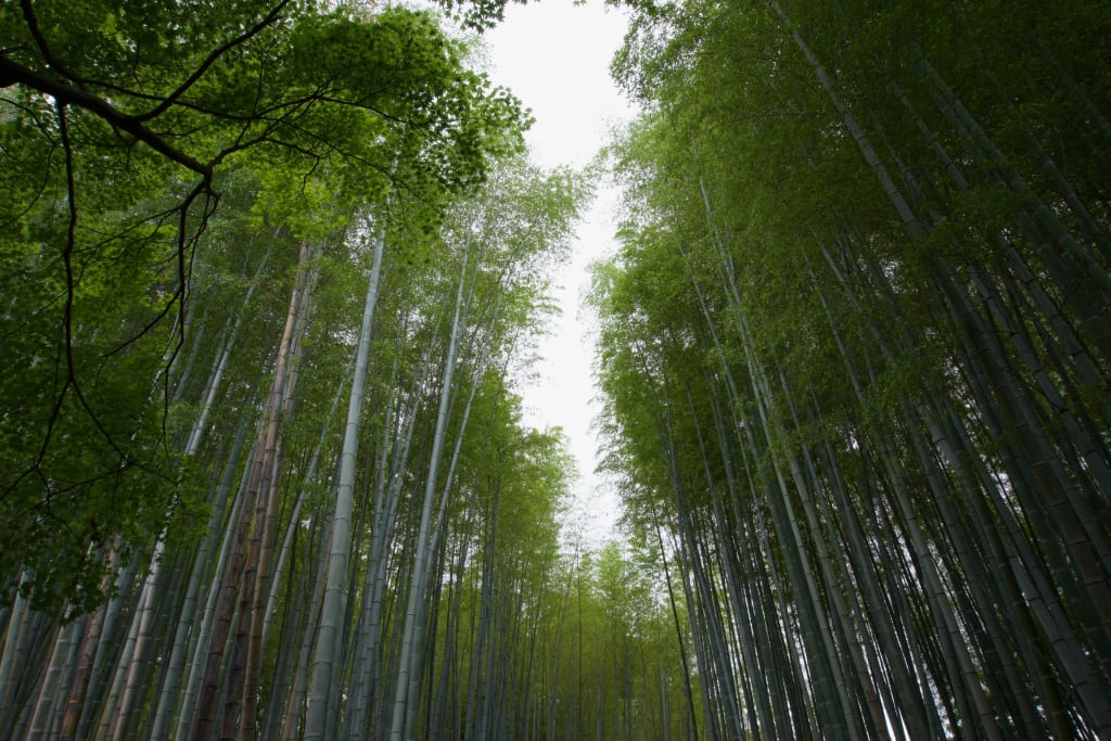 A small bamboo forest at Adashino Nenbutsuji