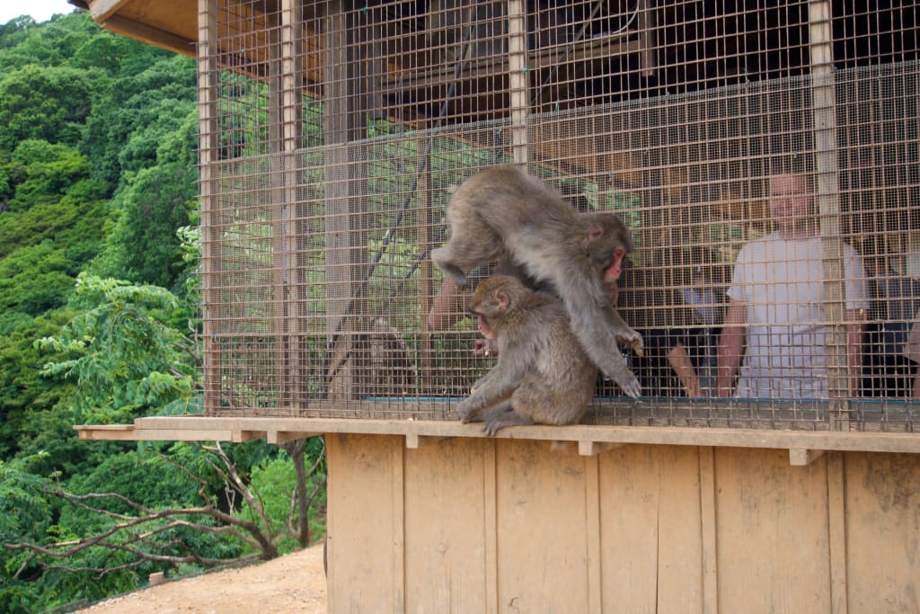 A monkey at Arashiyama Monkey Park Iwatayama