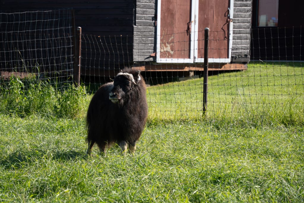A young male musk ox giving side eye at the Musk Ox Farm