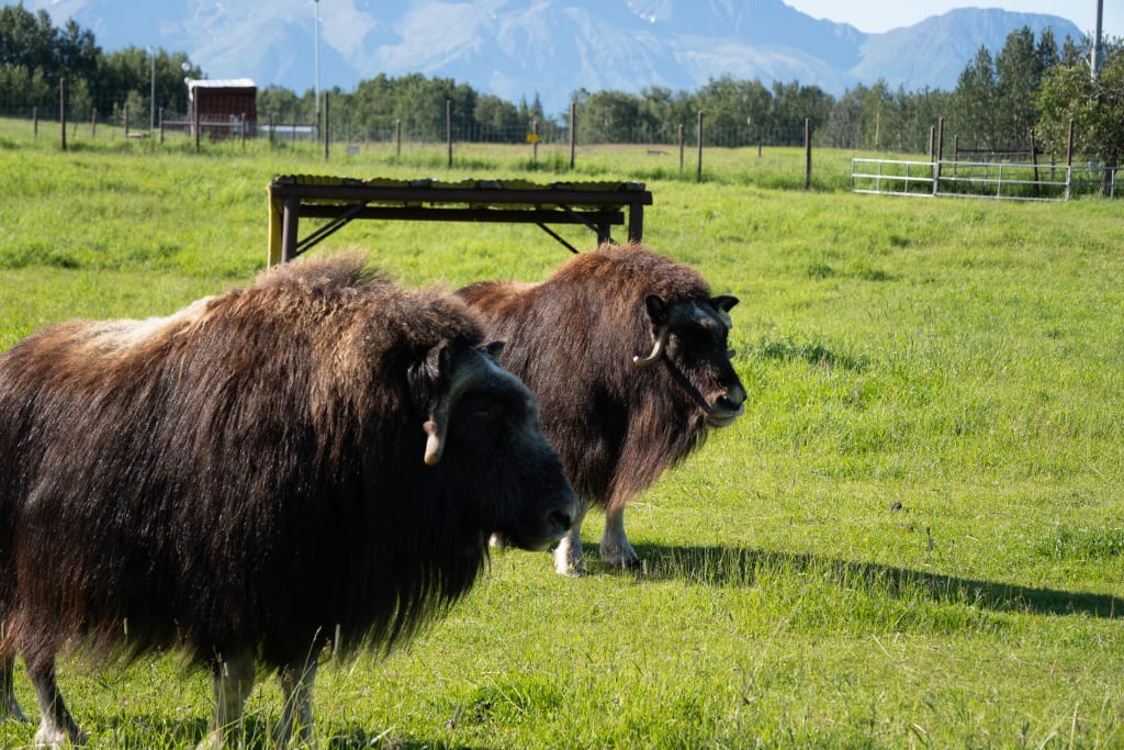 Two female musk oxen at the Musk Ox Farm in Palmer, Alaska