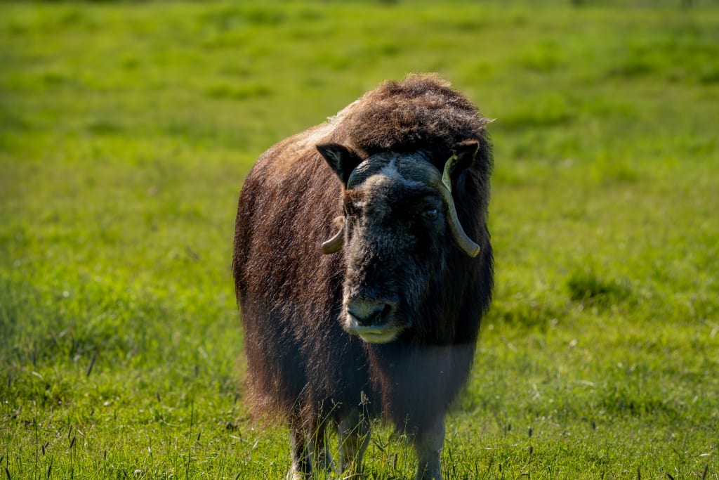 Acadia, a mother musk ox with two calves, Benedict and Bumblebee