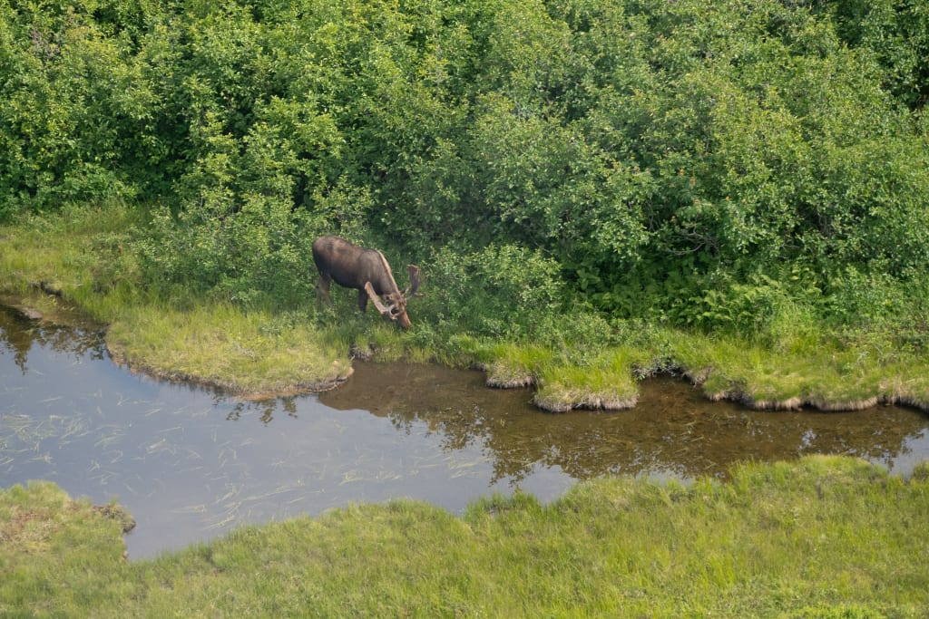 Moose spotted from the helicopter in Alaska