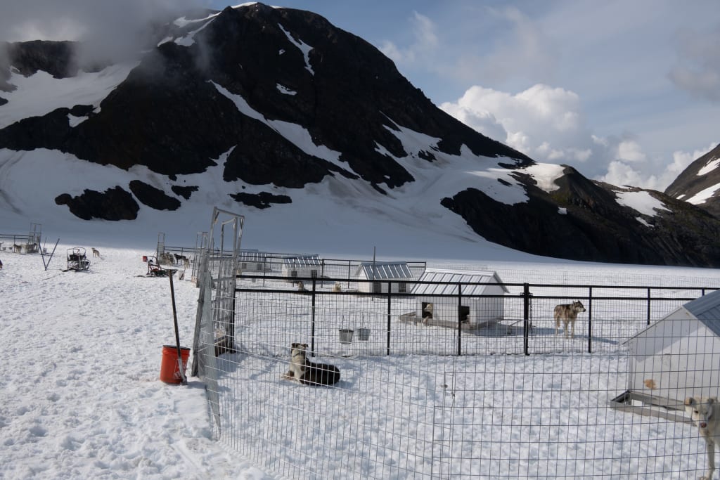Alaskan huskies at Punchbowl Glacier dog camp