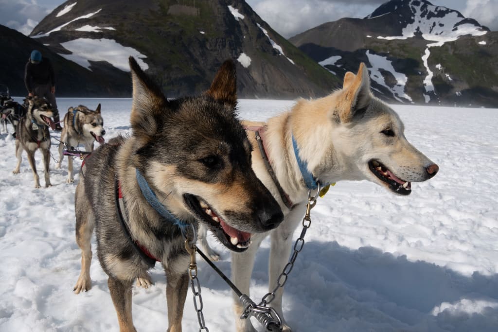 Alaskan huskies ready to run on Punchbowl Glacier