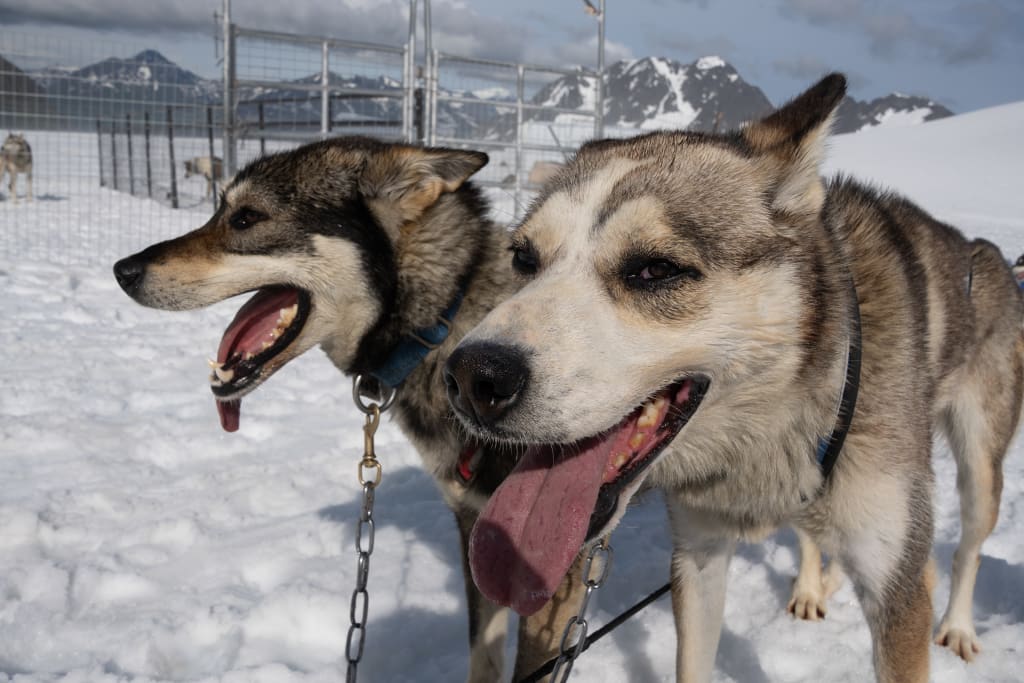 Reggae and Hip Hop leading the dog sled team