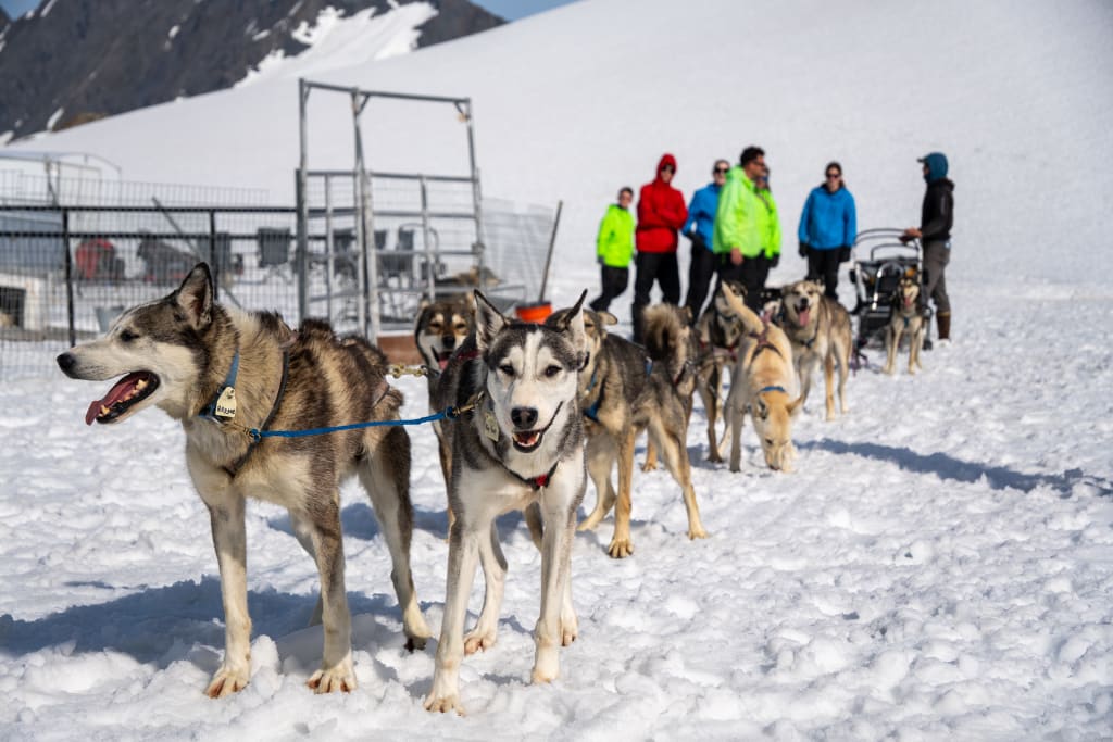 Dog sled team setting off across the glacier