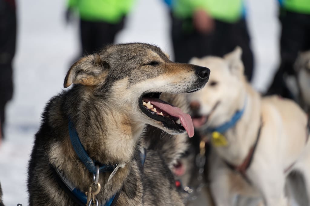 A happy sled dog resting in the snow after the run