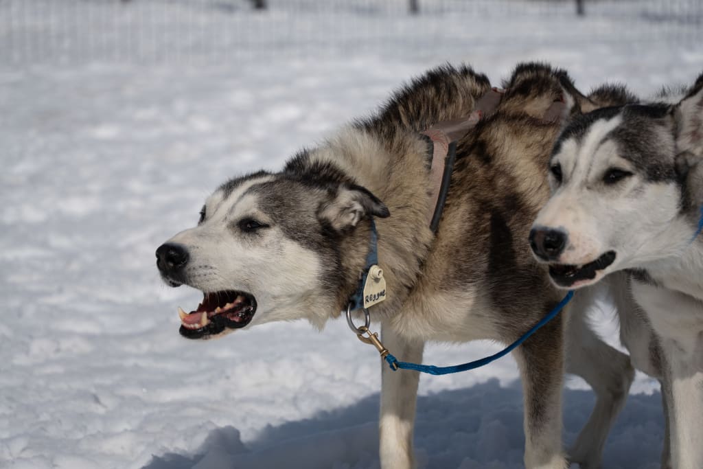 Reggae the sled dog ready to run again