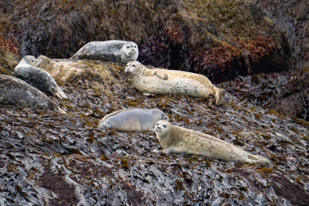 Harbor seals resting on rocks in Kenai Fjords National Park