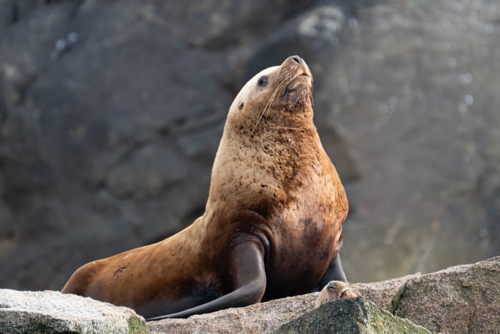 Large Steller sea lion resting on coastal rocks