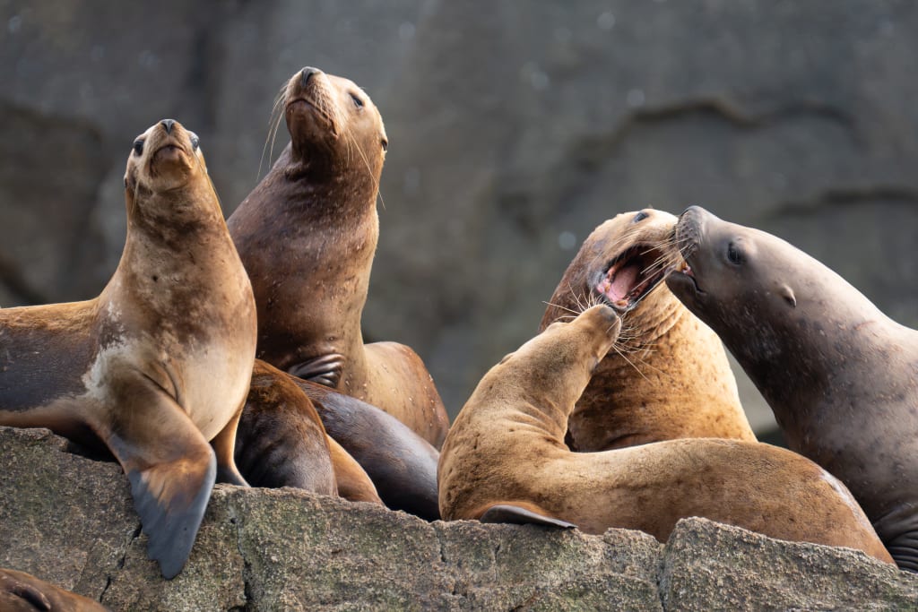Steller sea lions bickering on the rocks in Kenai Fjords