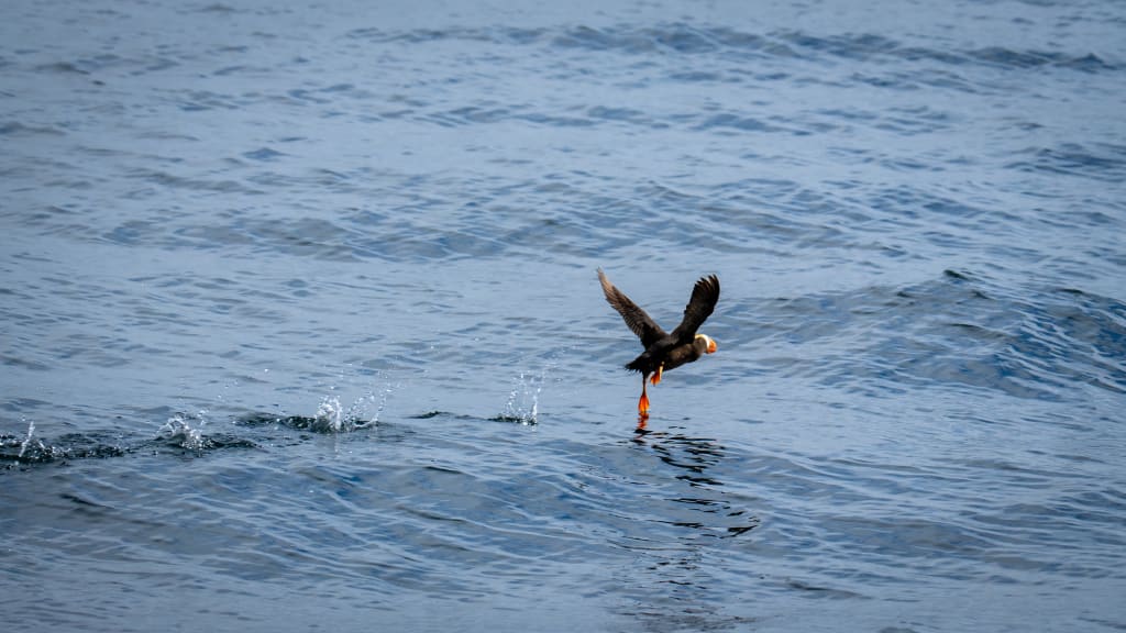 Puffins taking off from the water in Kenai Fjords National Park