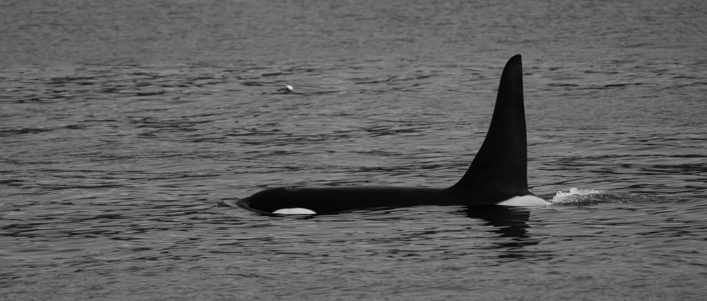 An orca surfacing during a boat tour in Kenai Fjords National Park
