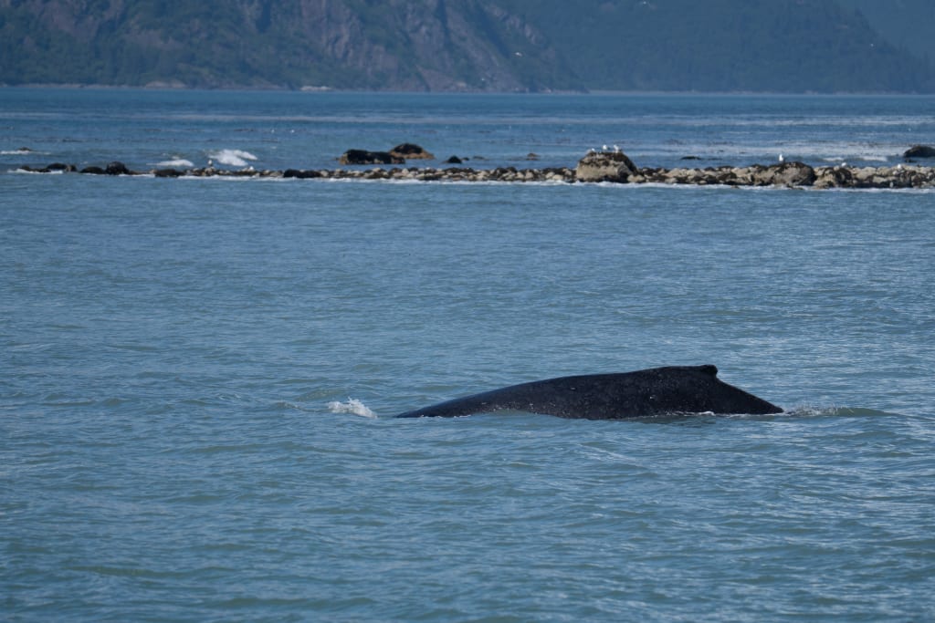 The back of a humpback whale near the shoreline in Kenai Fjords