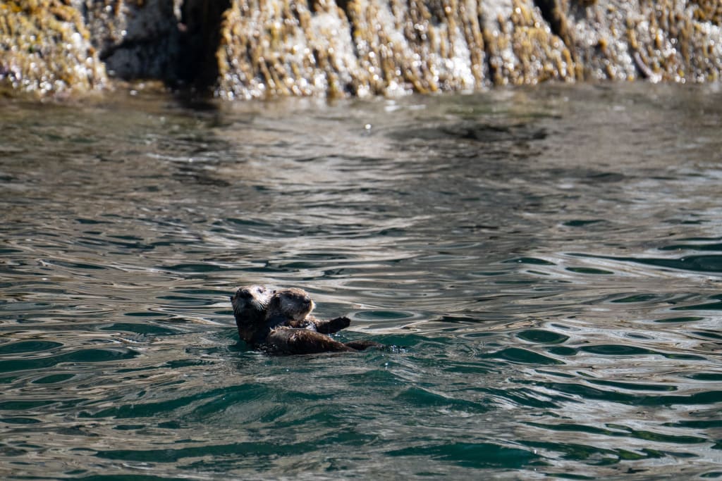 Sea otters floating in the water in Kenai Fjords National Park