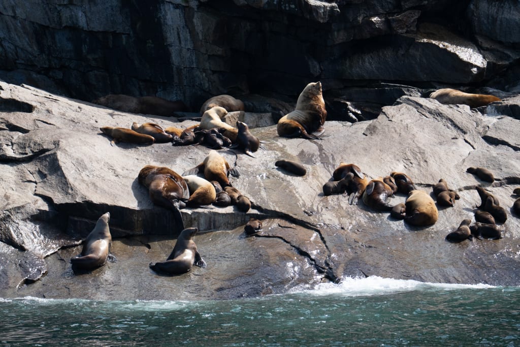 Steller sea lions on Chiswell Island in Kenai Fjords National Park