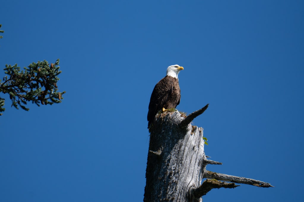 A bald eagle perched at the top of a tree in Kenai Fjords