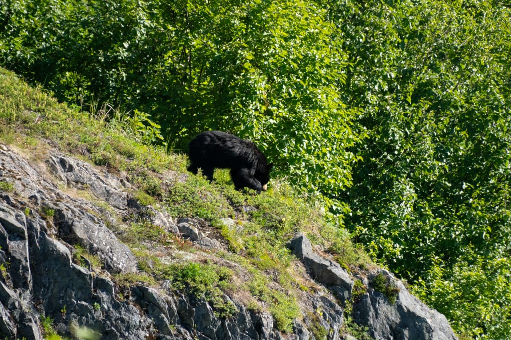 A distant bear eating berries near the Harding Icefield Trail