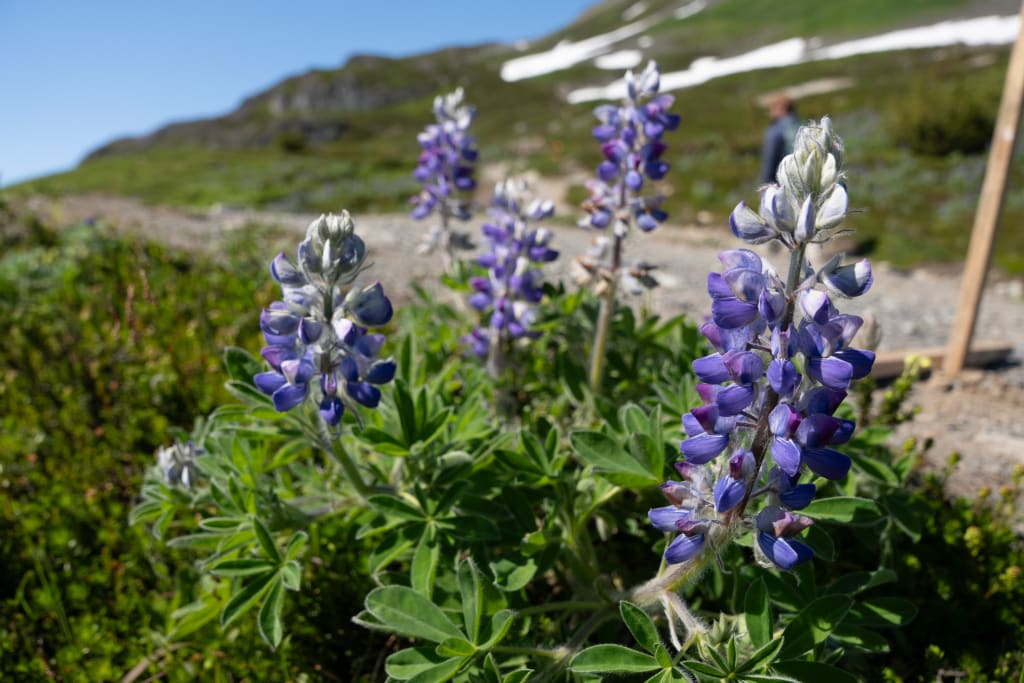 Purple Nootka lupine blooming beside the Harding Icefield Trail