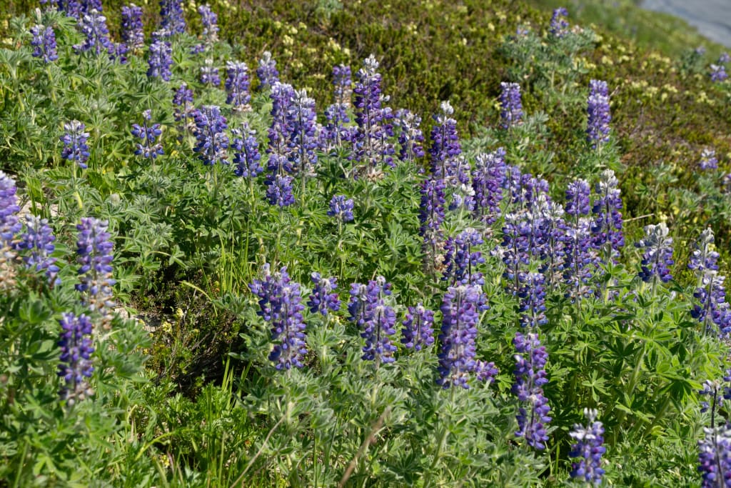 Nootka lupine flowers along the Harding Icefield Trail