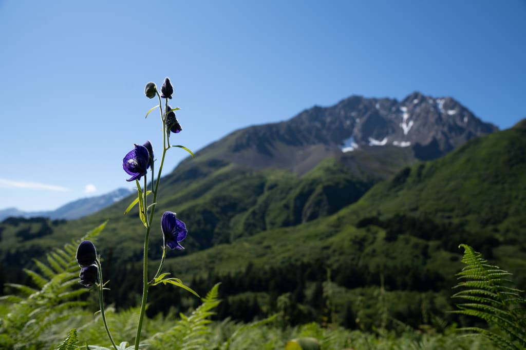 Green valley and mountain scenery on Lost Lake Trail