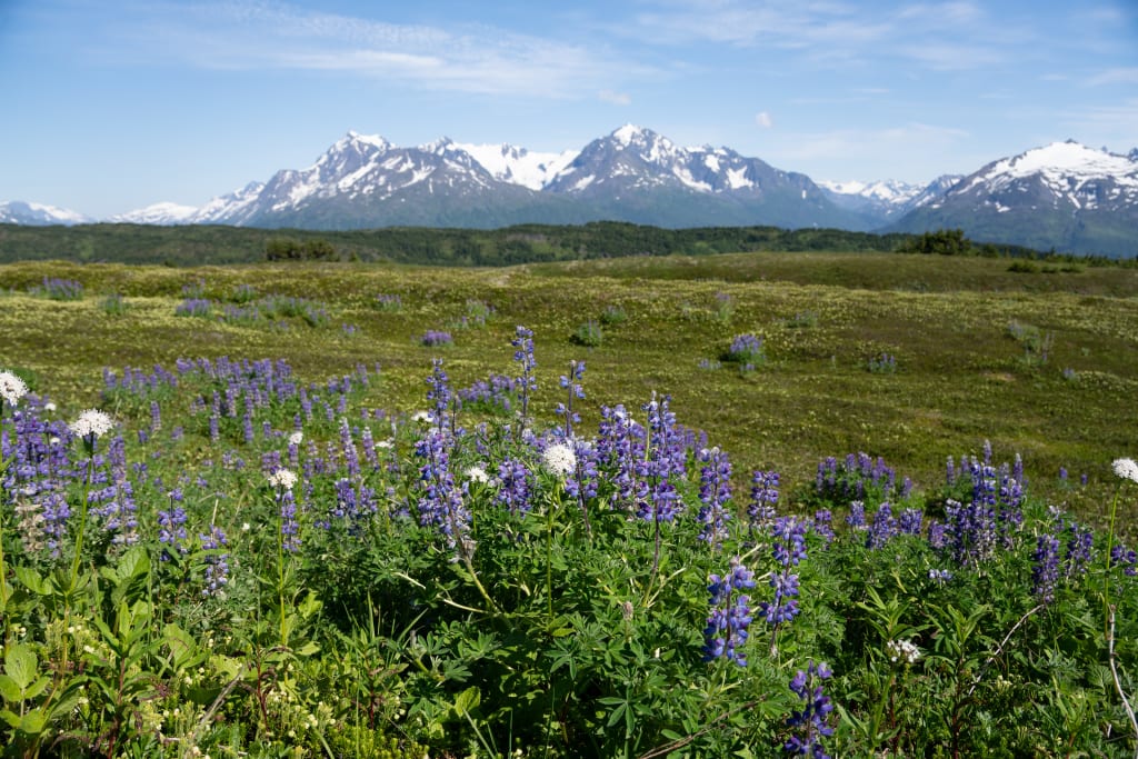 Sunny mountain scenery on Lost Lake Trail