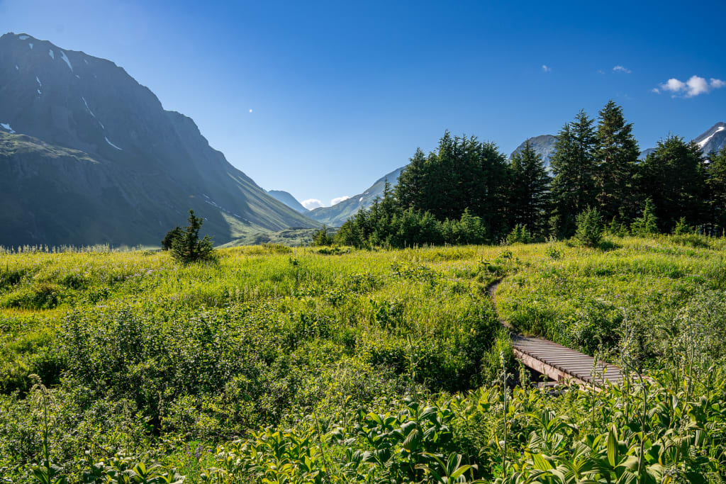 Wildflowers and mountain scenery on Lost Lake Trail near Seward