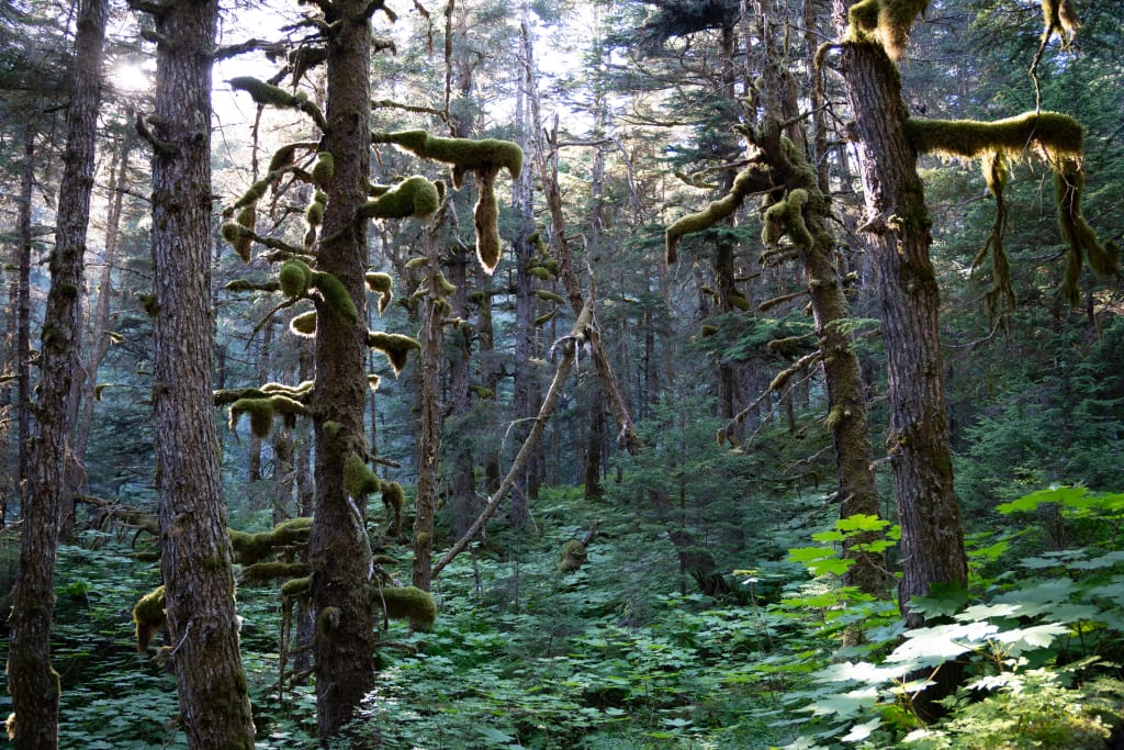 Moss-covered forest along Lost Lake Trail near Seward