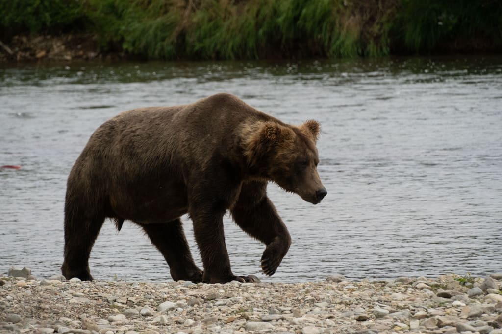 Adult brown bear standing on a rocky riverbank in Katmai