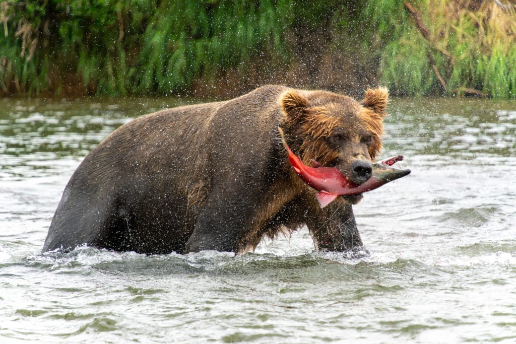 Brown bear eating a salmon on the riverbank
