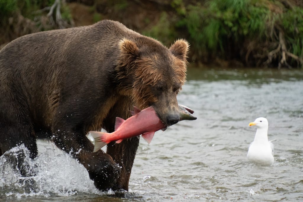 Brown bear fishing at Bear Camp