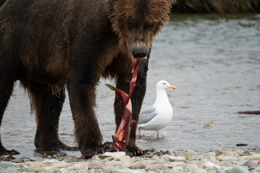 Brown bear and gulls along the riverbank