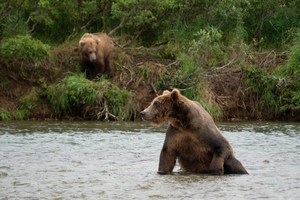 Brown bear in Katmai