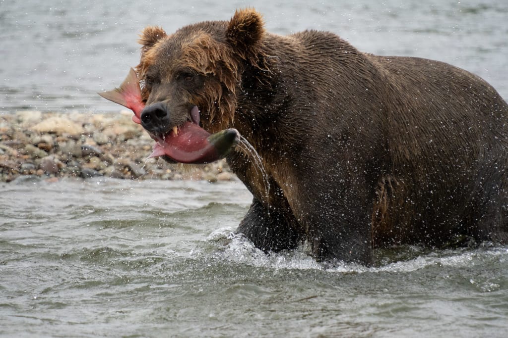 Brown bear showing its teeth while eating salmon